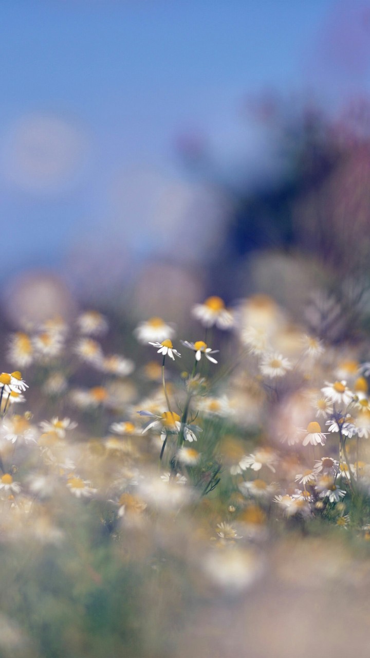 bokeh
