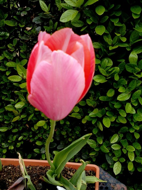 hình nền pink, flower