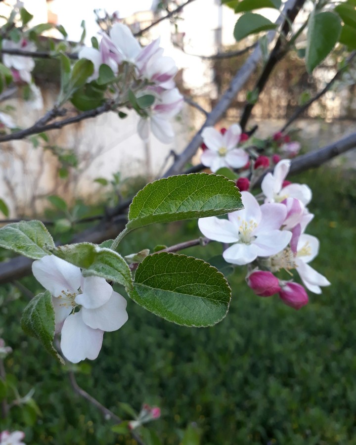 My Father's tree