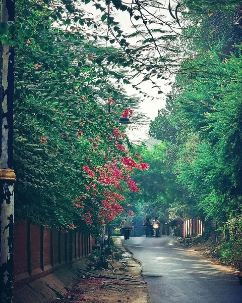 тапети vegetation, colours