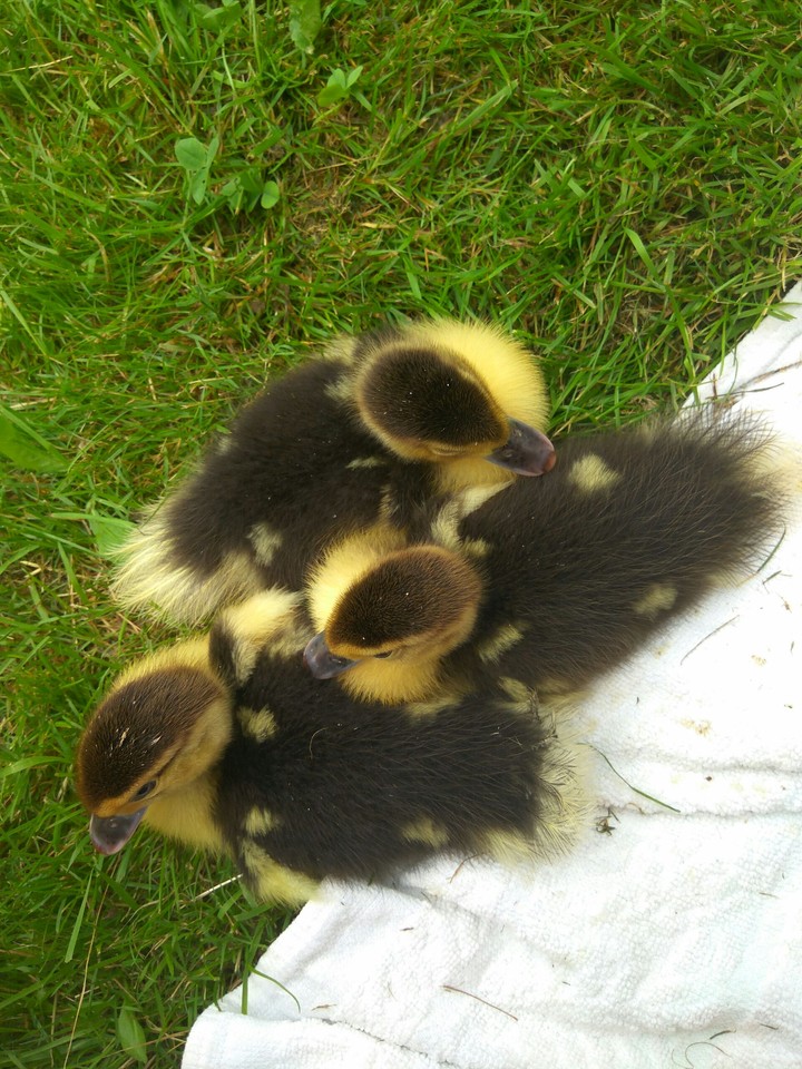ducklings