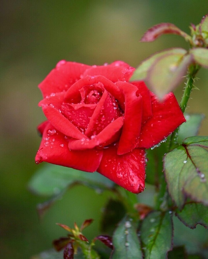 Roses