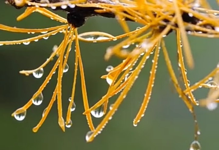 dew