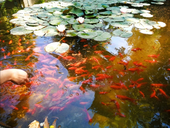 a bunch of fish