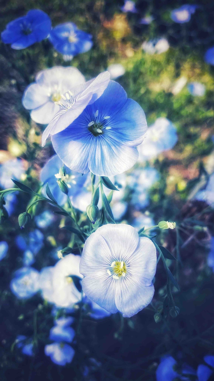 blue flower