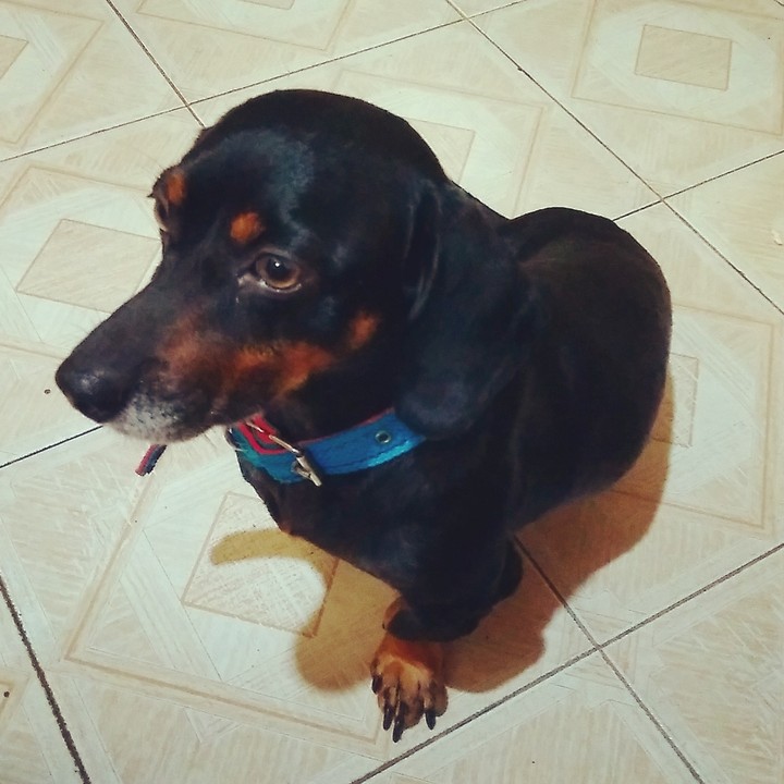 Hórus