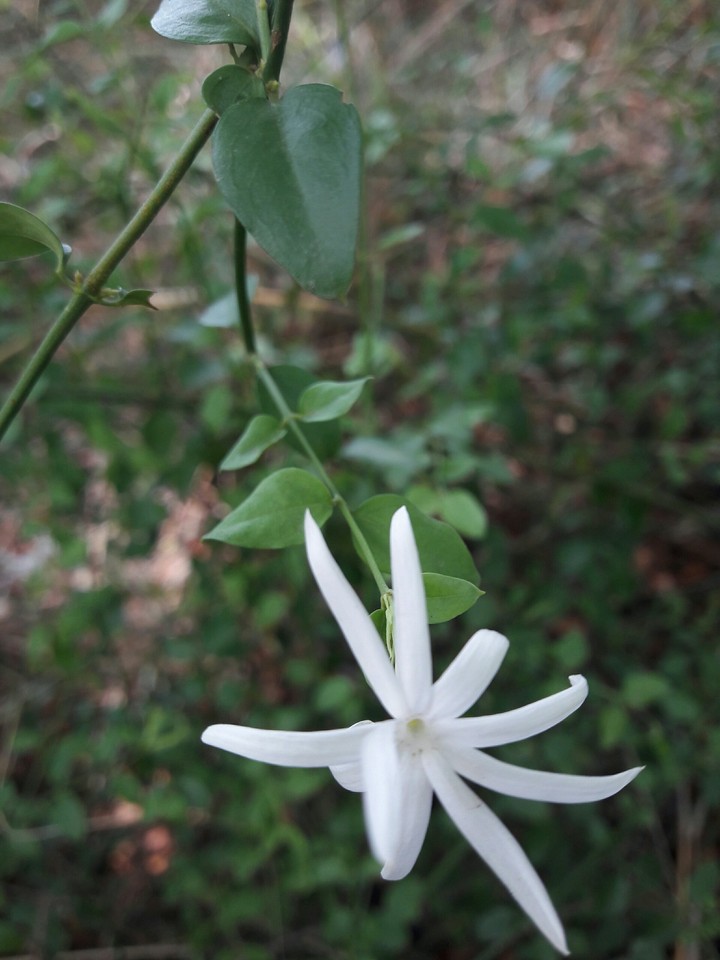 Flower of tamilnadu