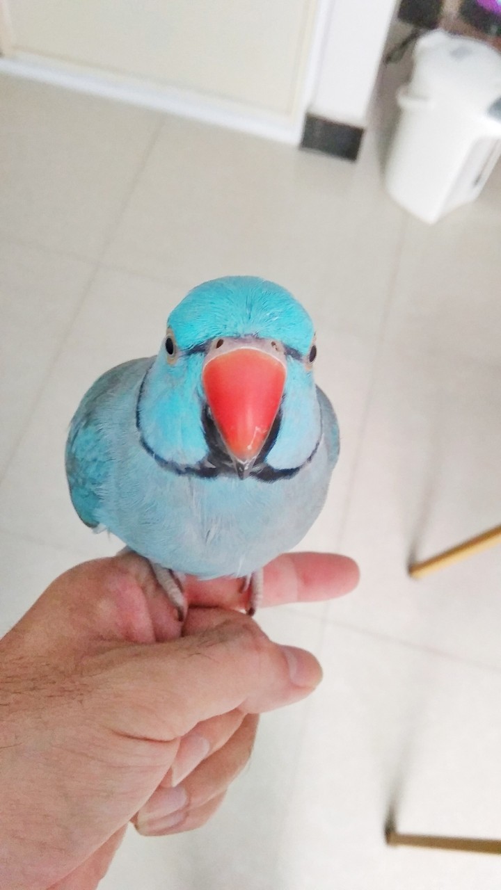 ringneck
