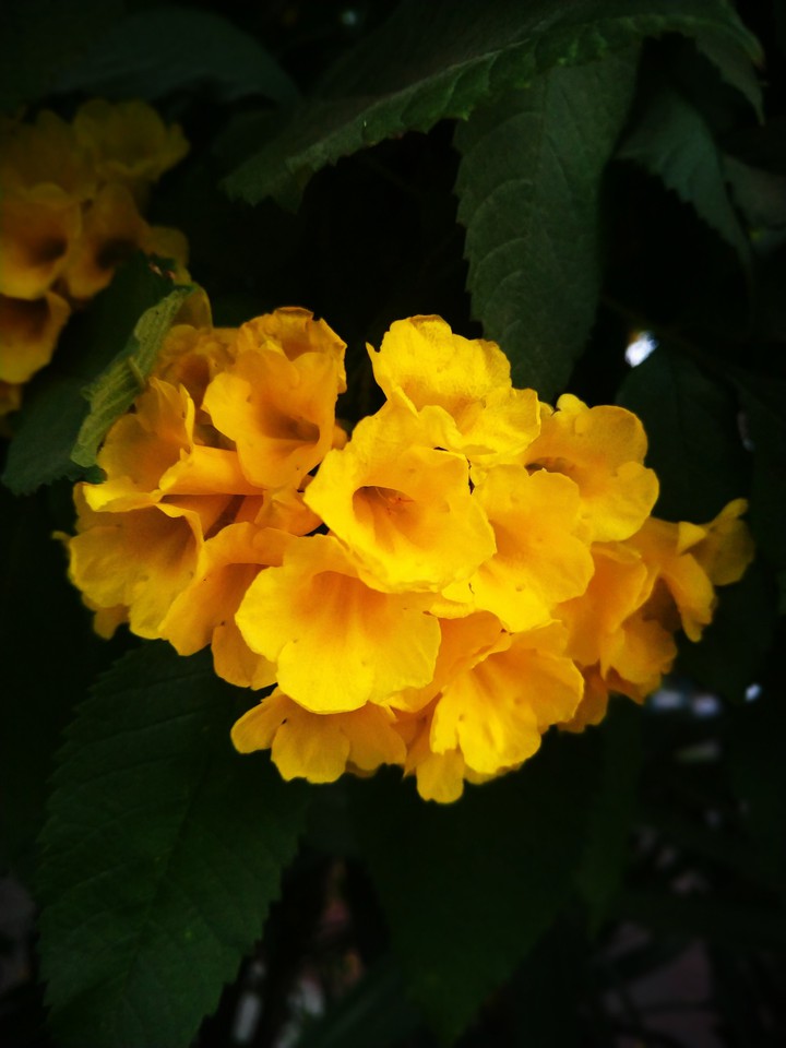 yellow flowers