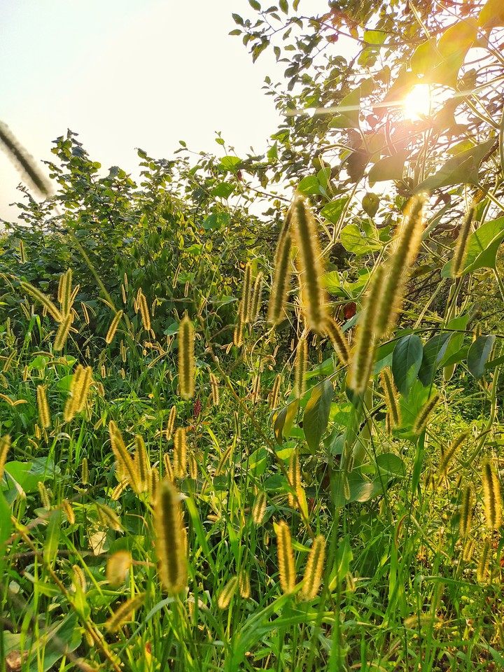 aaa