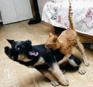 Cat warrior