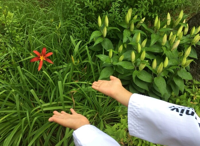 풀꽃