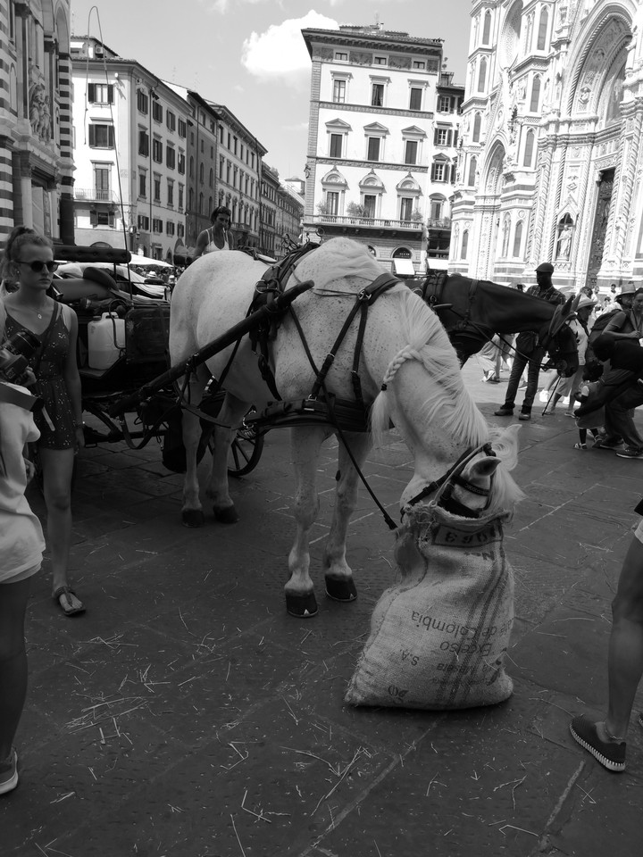 Firenze
