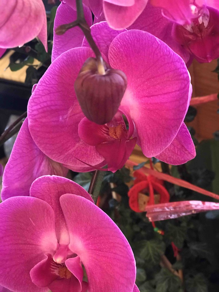 more flowers