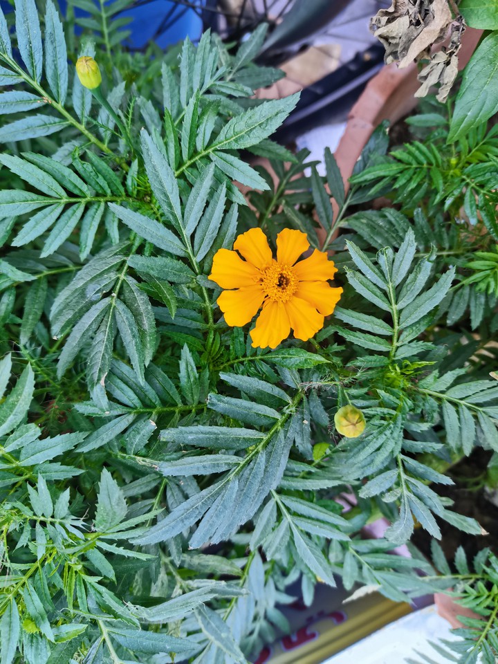 green flower