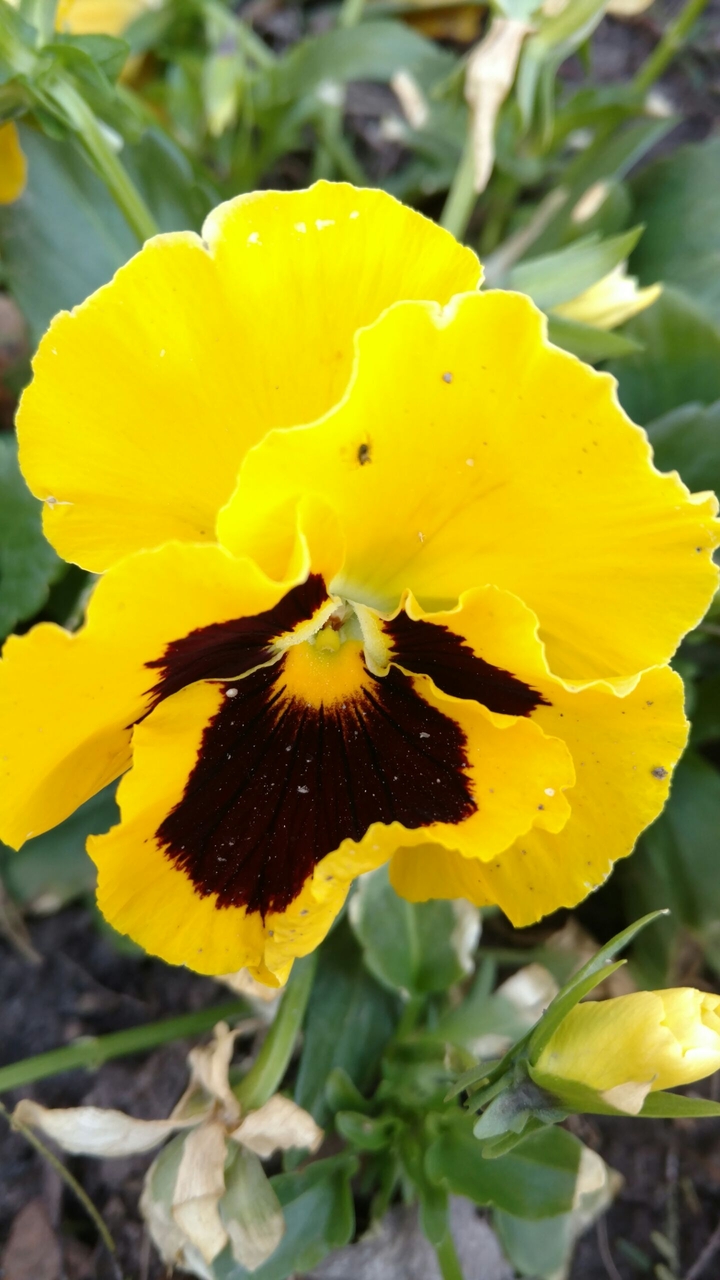 Amarillo