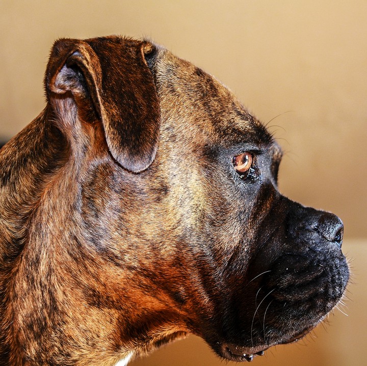 My Dog Wotan