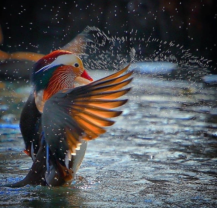 colour full bird