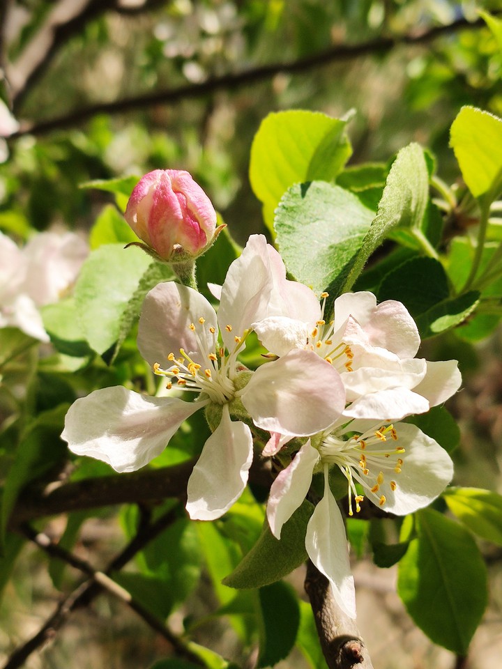 Spring blossom
