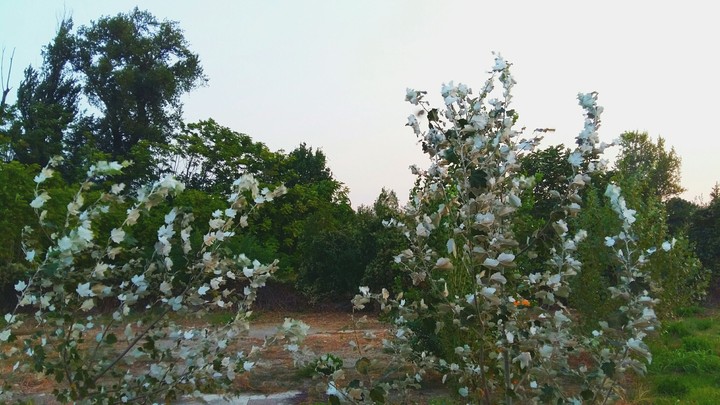 scenery nature