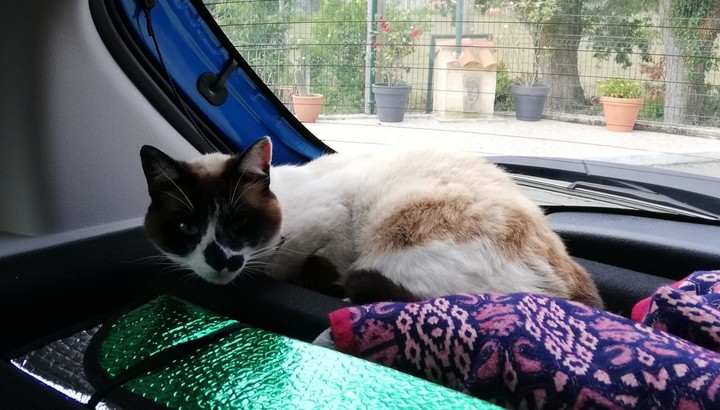 Gata durmiente