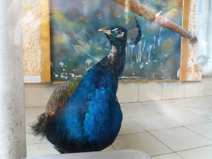 Birds