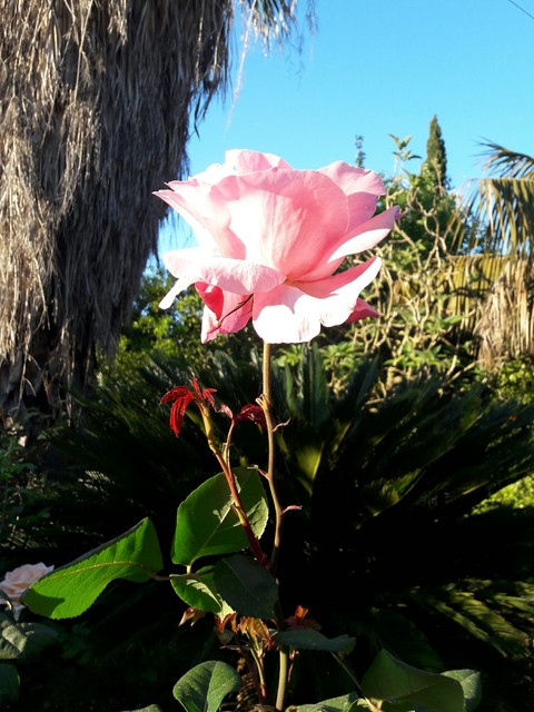 rosa