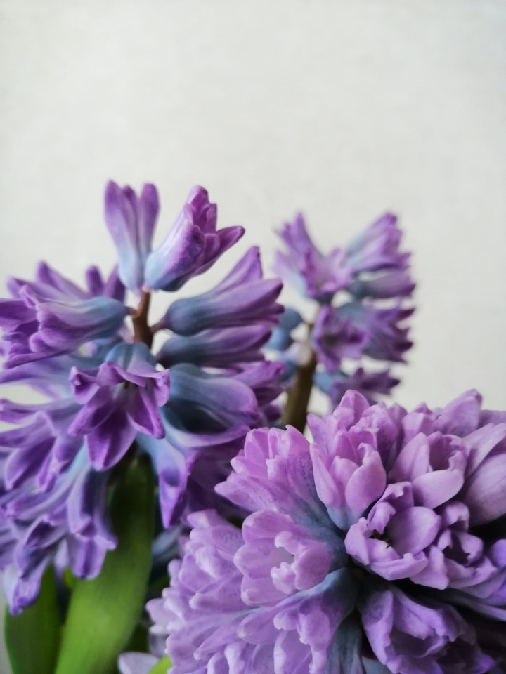First flowers