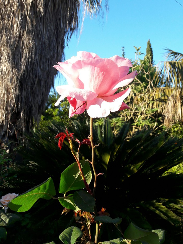 rosa
