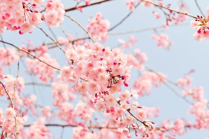 cherry blossom