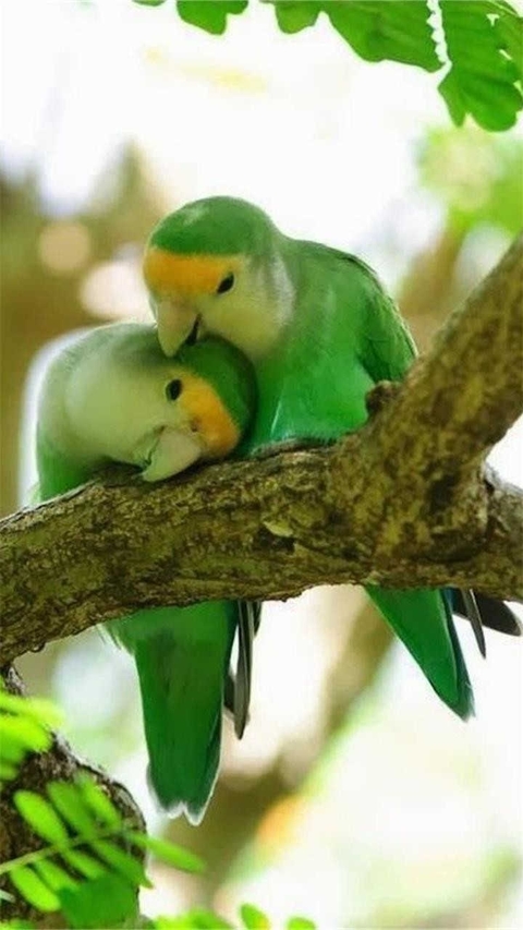 true love