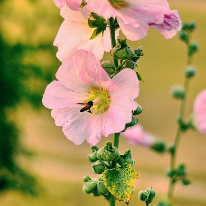 bee loves flower