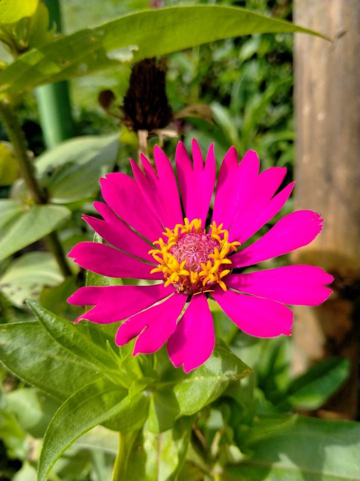 FLOWER FOR YOU!;)