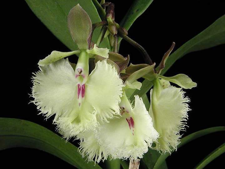 orchid