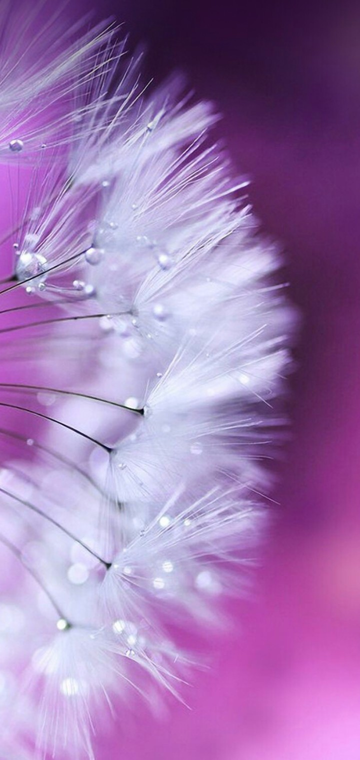 flowee