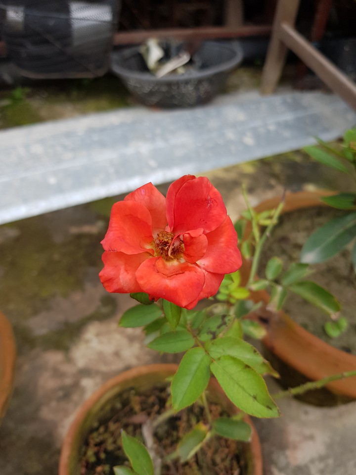 rose