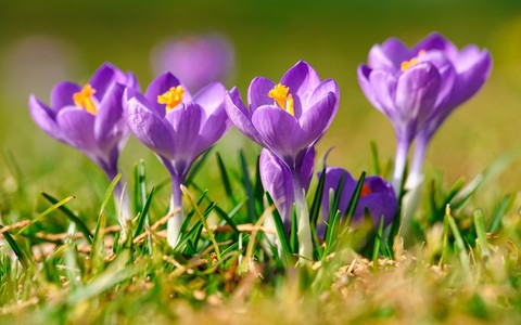 spring, petal Hintergrundbilder