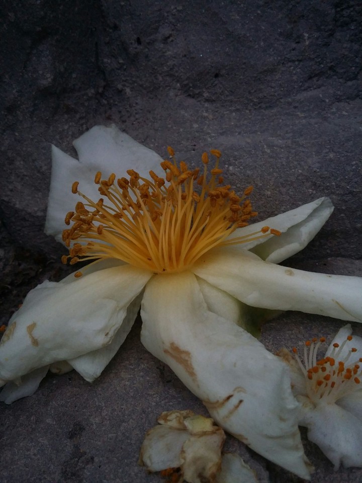 Rock flower 2