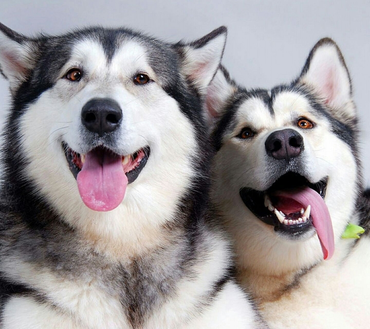 Pets & Animals