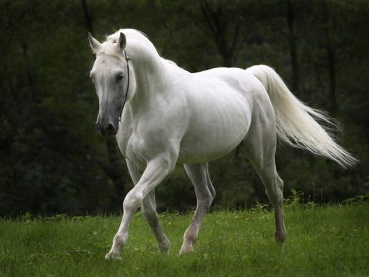 horse