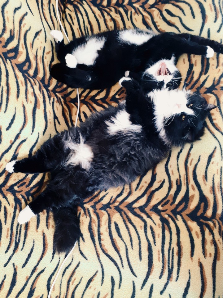 Cats
