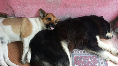 Língua pra você :)