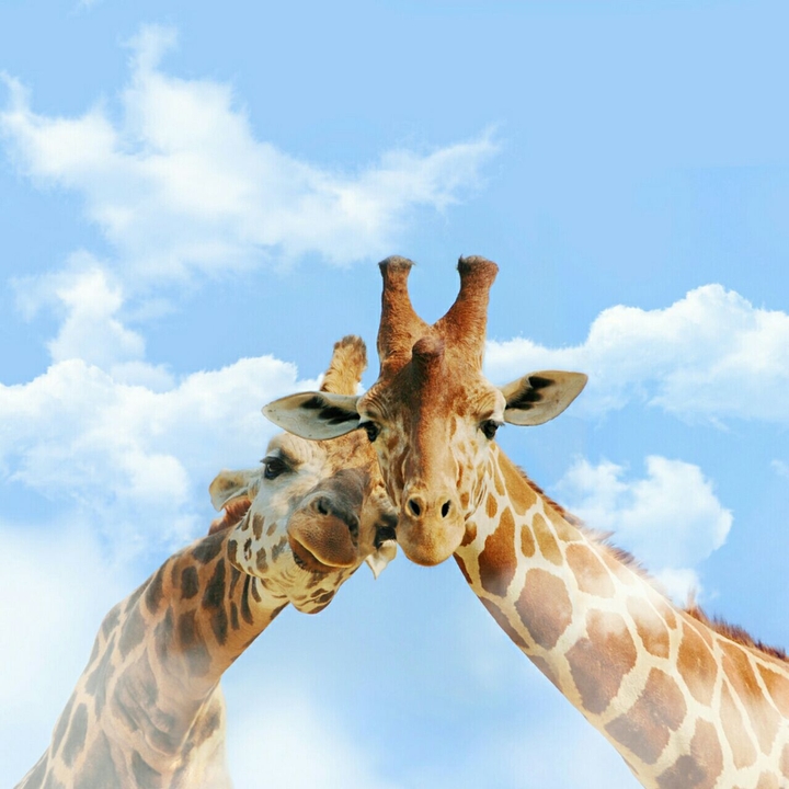 animals