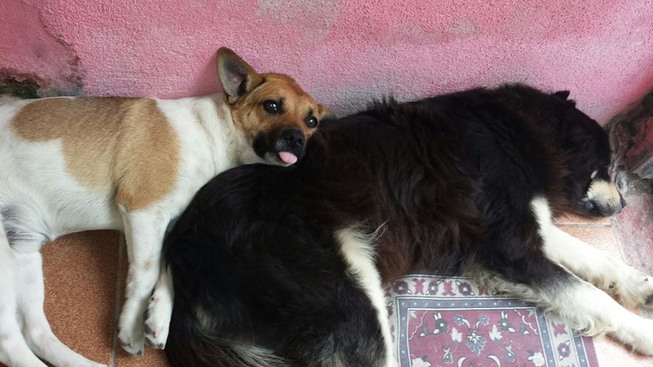 Língua pra você :)