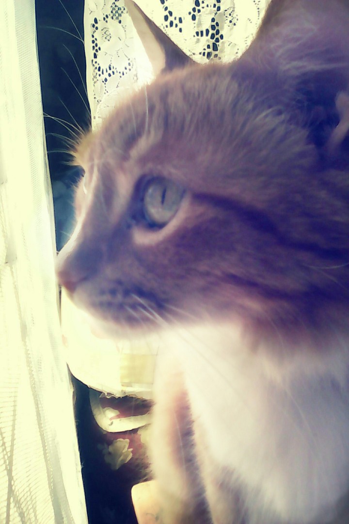Mirada felina