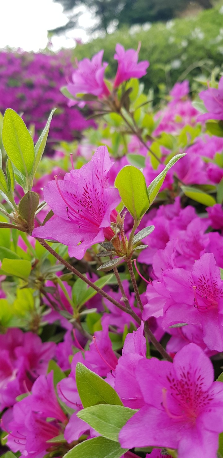 spring