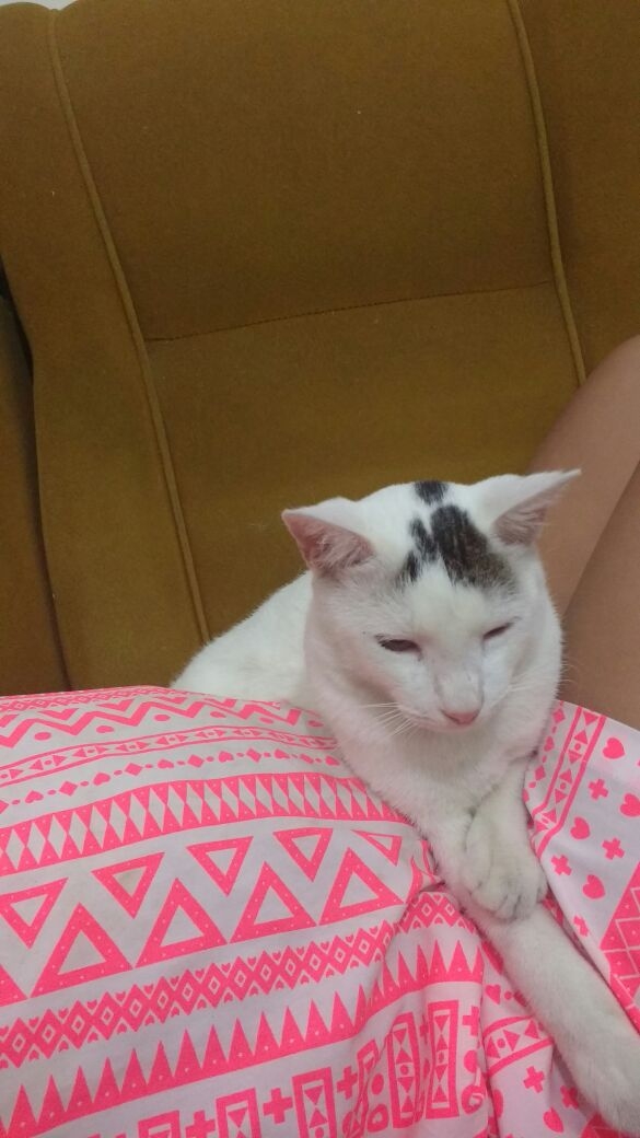 gato que é nada fofo