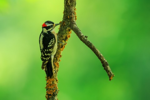 vertebrate, wildlife háttérképek