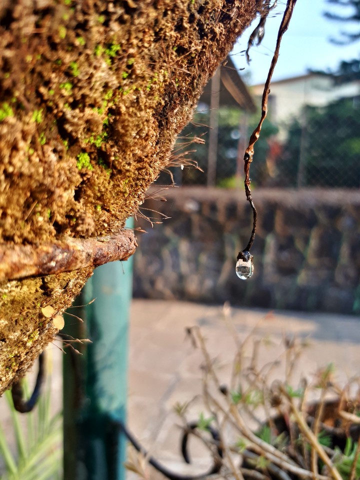 inversion of image seen through the water droplet