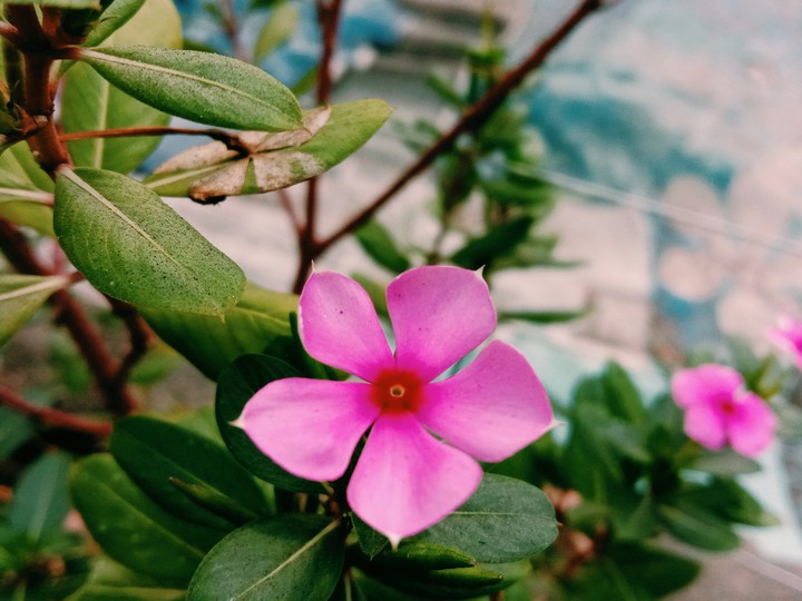 #Flowers